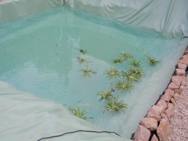 Wasserpflanzen