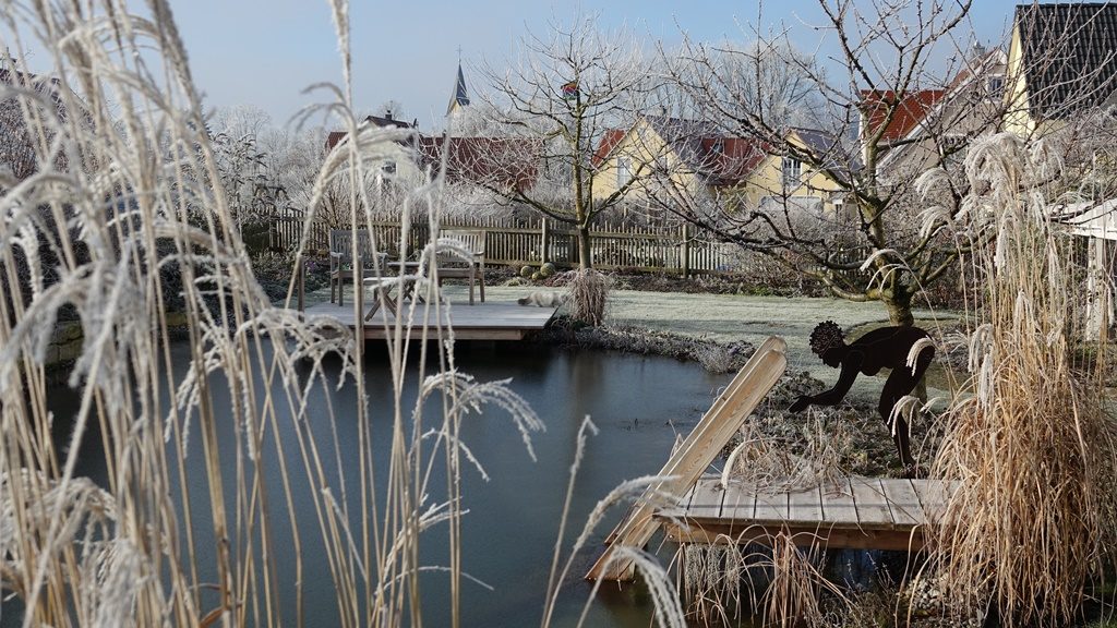 Rauhreif an den Wasserpflanzen im winterlichen Schwimmteich