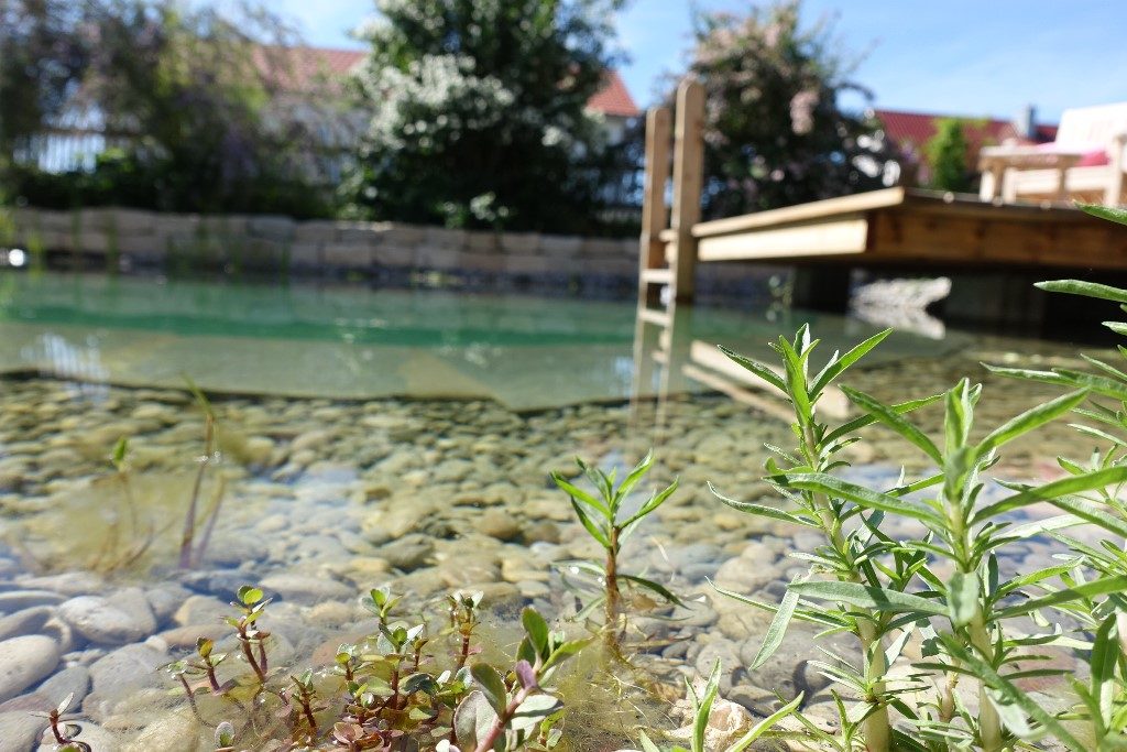 Bepflanzte Pflanzzone und Einstieg in den Schwimmbereich