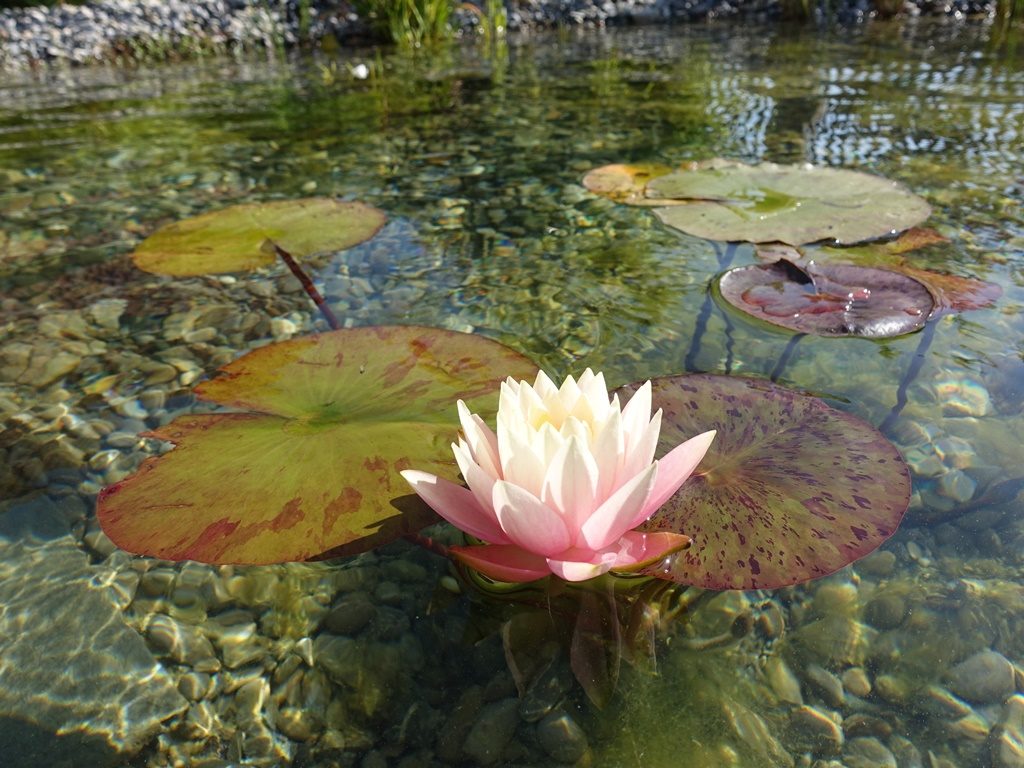 Seerosenblätter und Blüte im Pflanzbereich