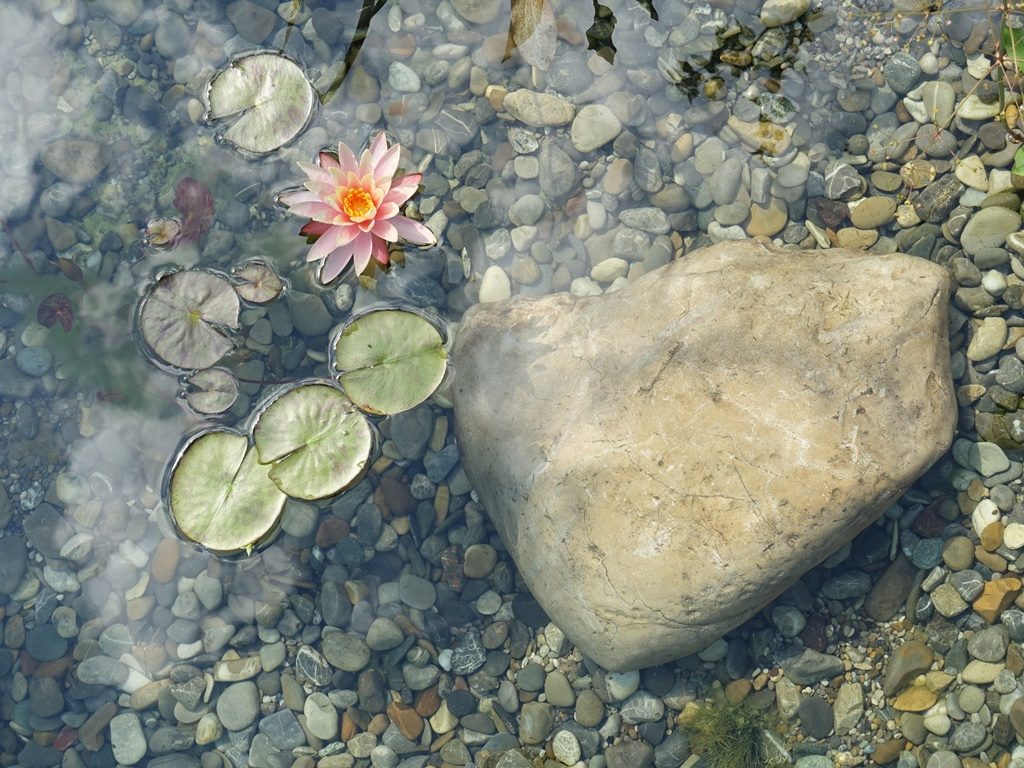 Seerosenblätter und Blüte neben einem Stein