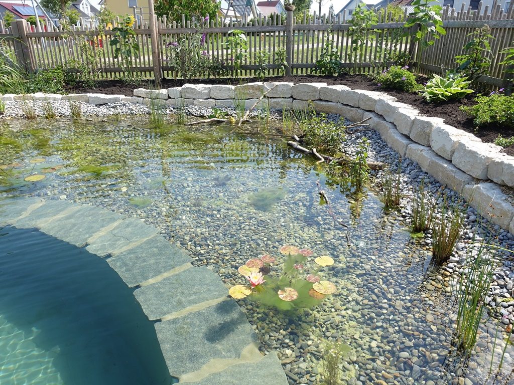 Klares Wasser und üppige Wasserpflanzen in der Pflanzzone