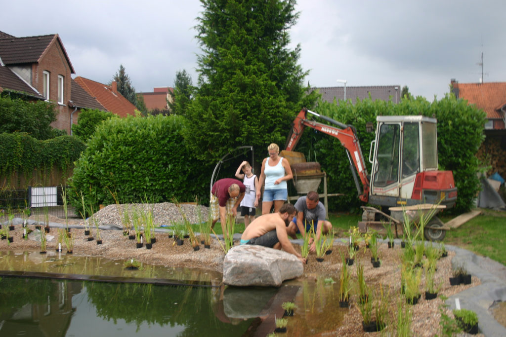 Anpflanzung von Wasserpflanzen in der Filterzone, großer Findling sichtbar