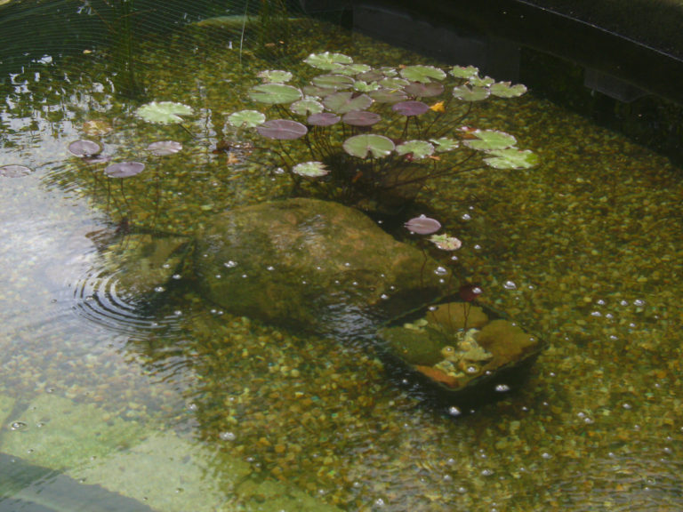 Fertiger Schwimmteich mit Wasserpflanzen