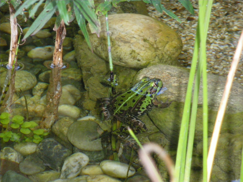 Frosch