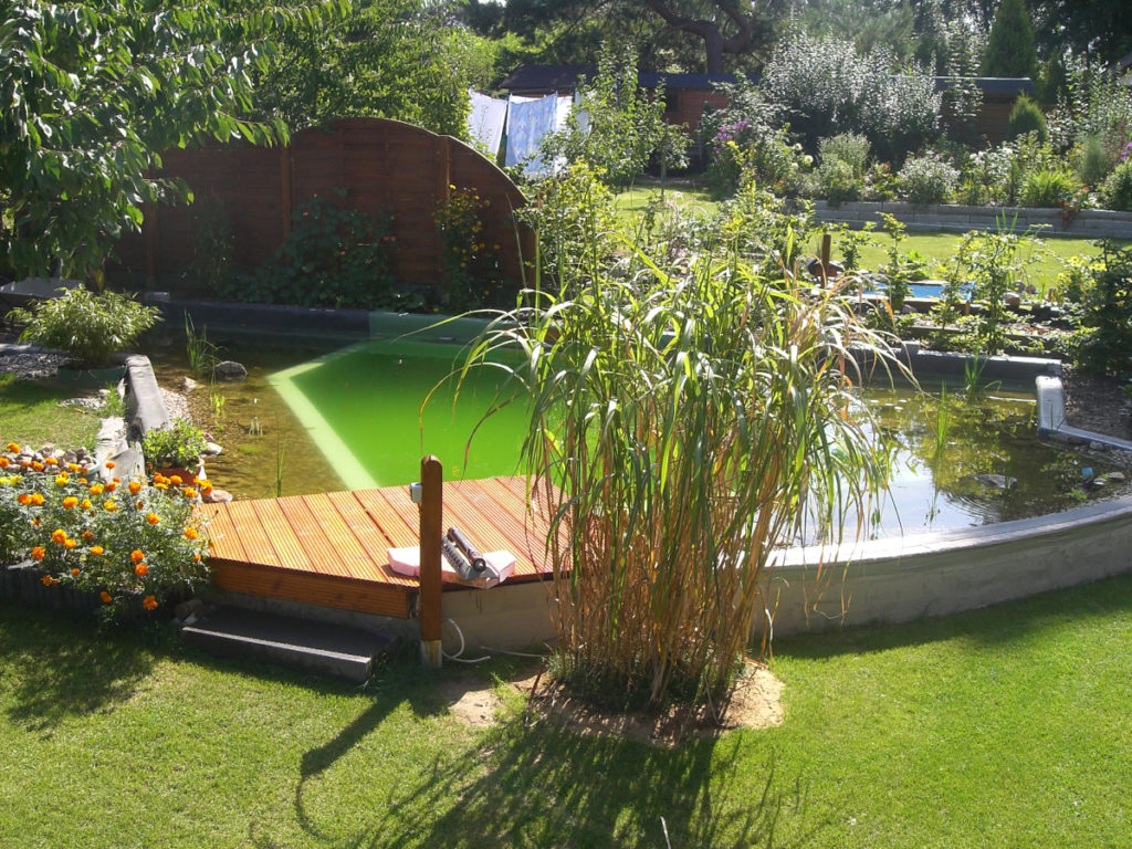 Prächtiger Bambus am Schwimmteich mit Sonnenterrasse