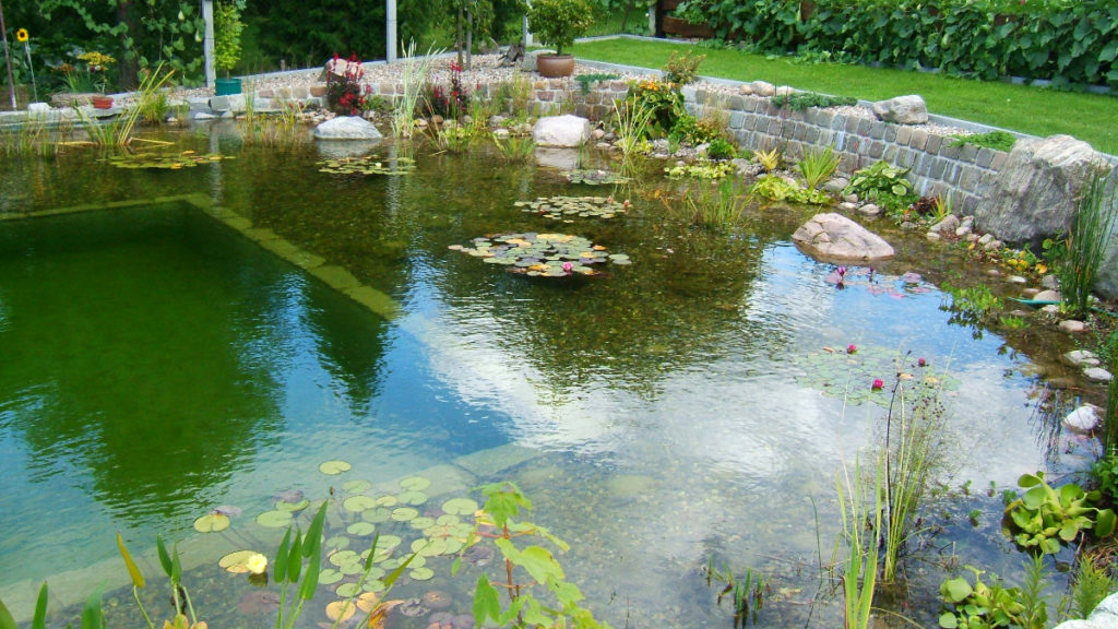 Klarer Teich mit gewachsenen Pflanzen