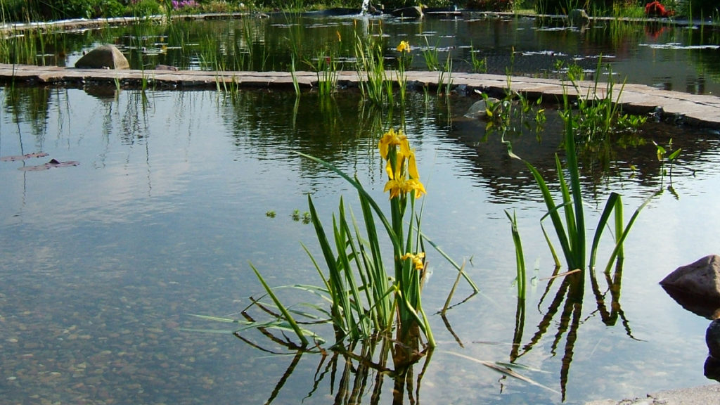 Wasserpflanzen im Teich