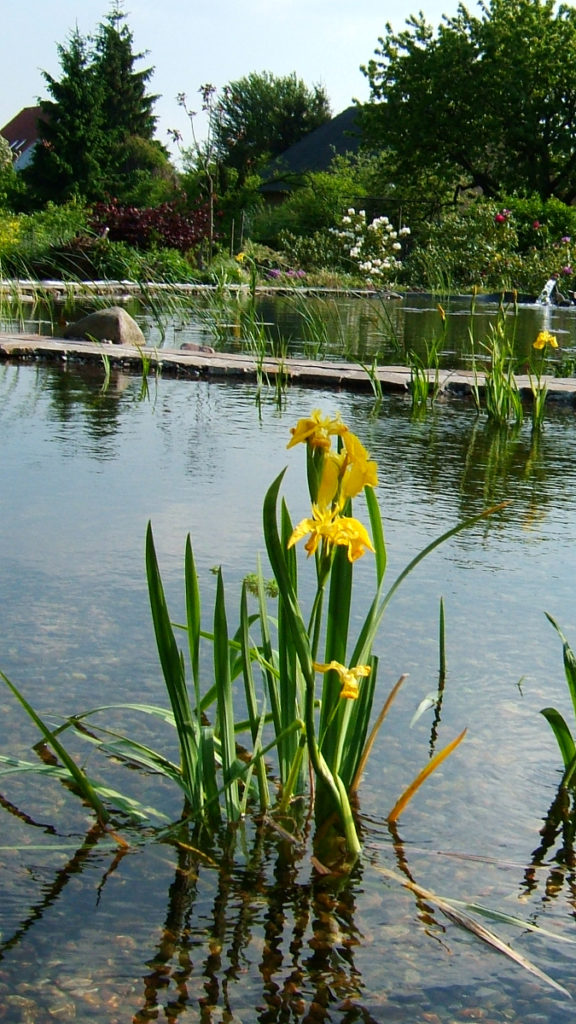 Wasserpflanzen im Teich