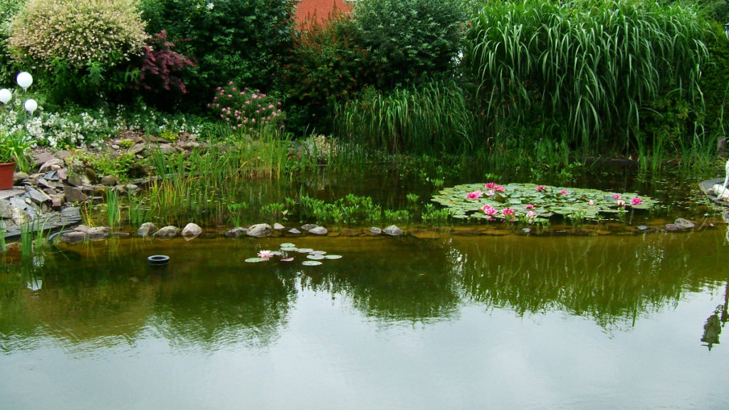 Wasserpflanzen im Skimmer