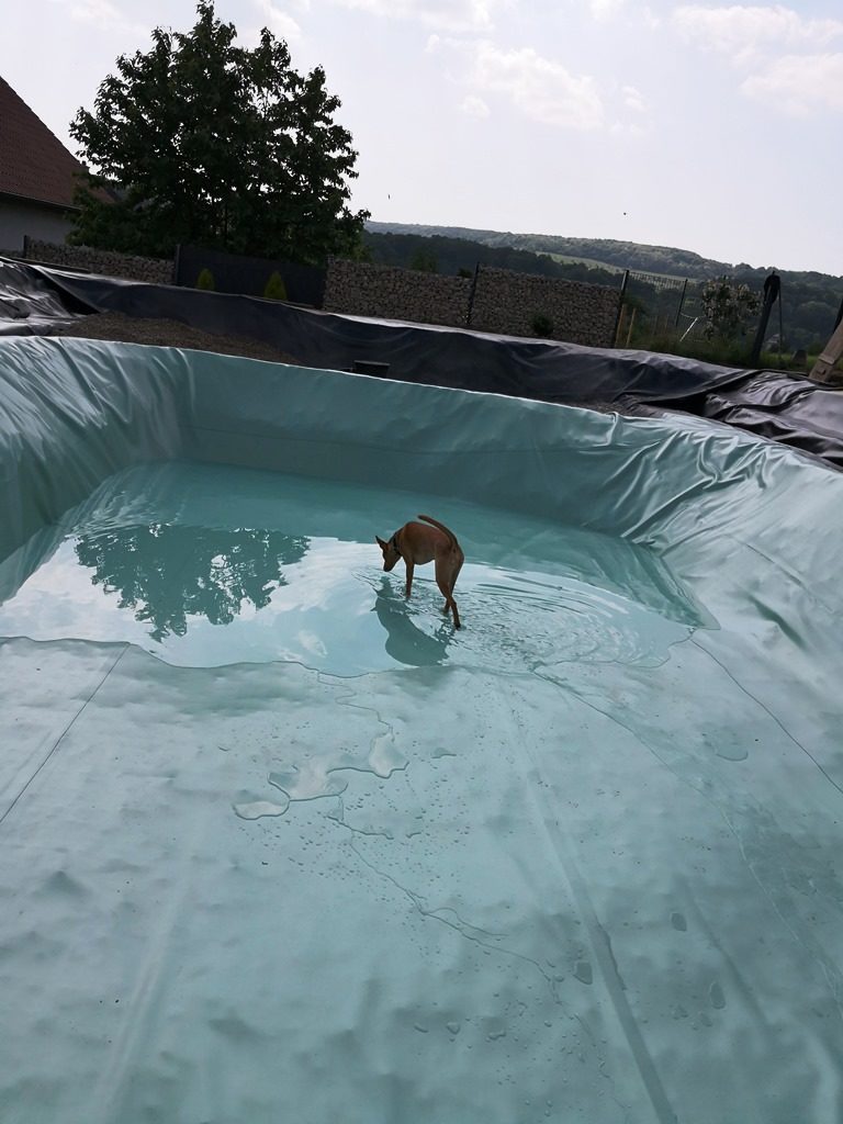Der Pflanzbereich ist mit grauer Folie ausgelegt, und im Schwimmbereich steht eine Wasserpfütze, durch die ein Hund läuft. Die Folie wurde von professionell von Mielke's Naturbadeteich eingeschweißt.