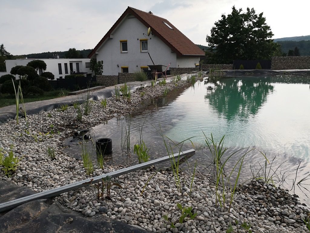 Pflanzen wurden im Pflanzbereich eingesetzt, links ist der Oberflächenskimmer sichtbar, und das Wasser im Schwimmbereich klart auf.