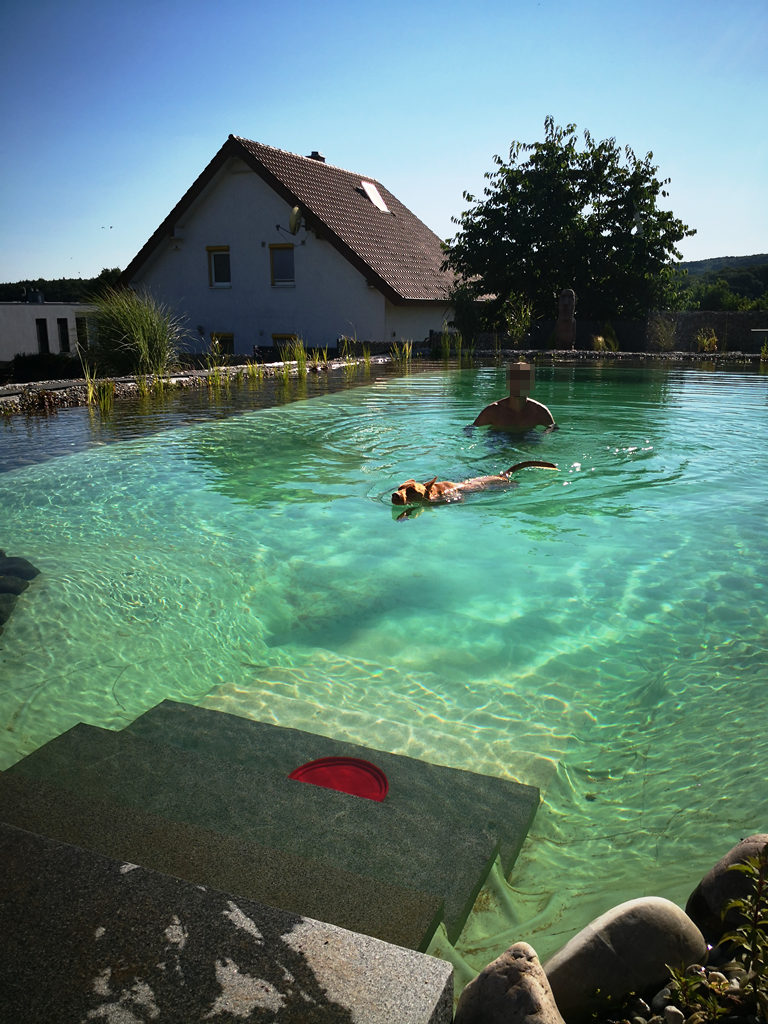Das Wasser im Schwimmbereich ist klar und schimmert grünlich, während ein Mann und ein Hund schwimmen.