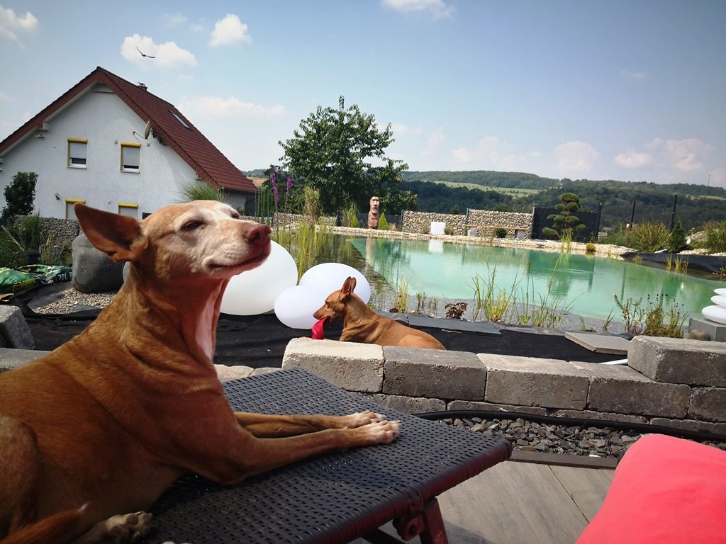 Der neue Schwimmteich lädt zum verweilen mit den Begleitern auf 4 Pfoten ein.