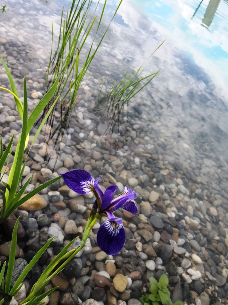 Eine blühende Pflanze in der Pflanzenzone.