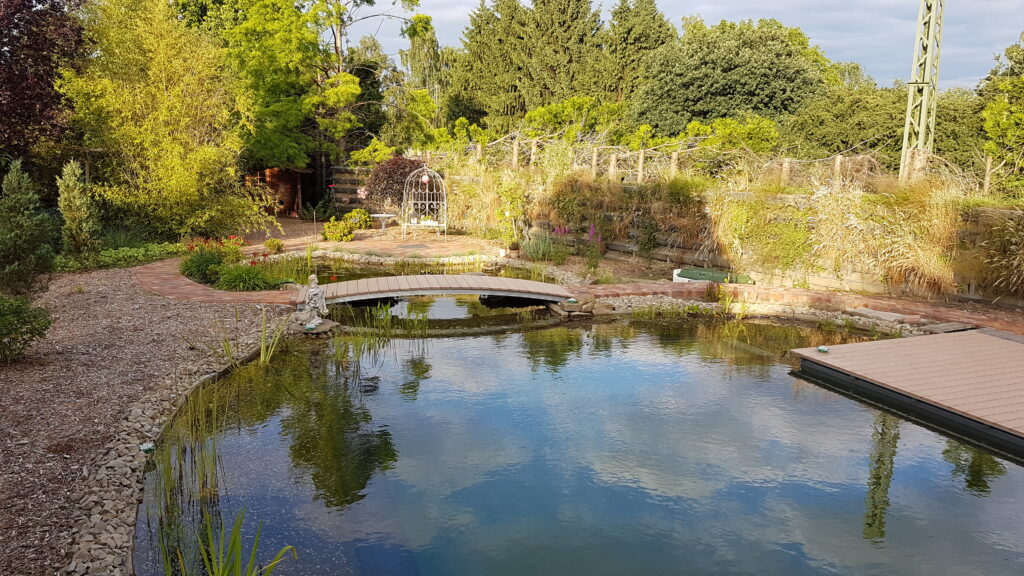 Blick vom Schwimmbereich auf die Pflanzzone im Schwimmteich