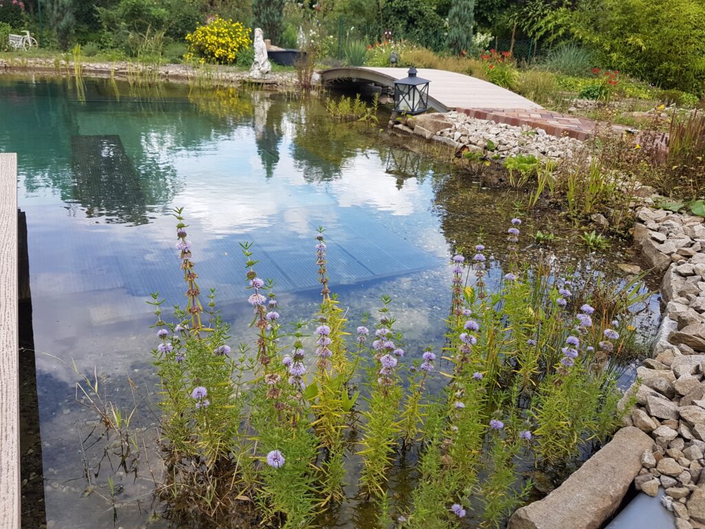 Blühende Wasserpflanzen im Schwimmteich