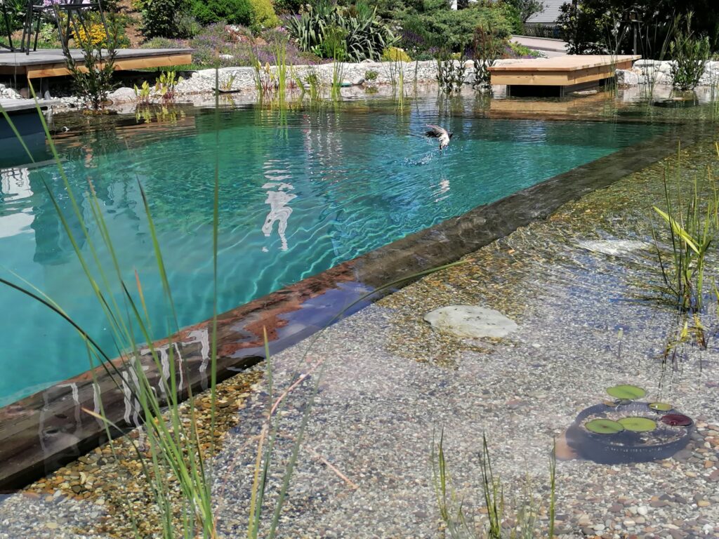 Seerosen, Vogel und türkisblaues Wasser – Die Natur erwacht im eigenen Schwimmteich.