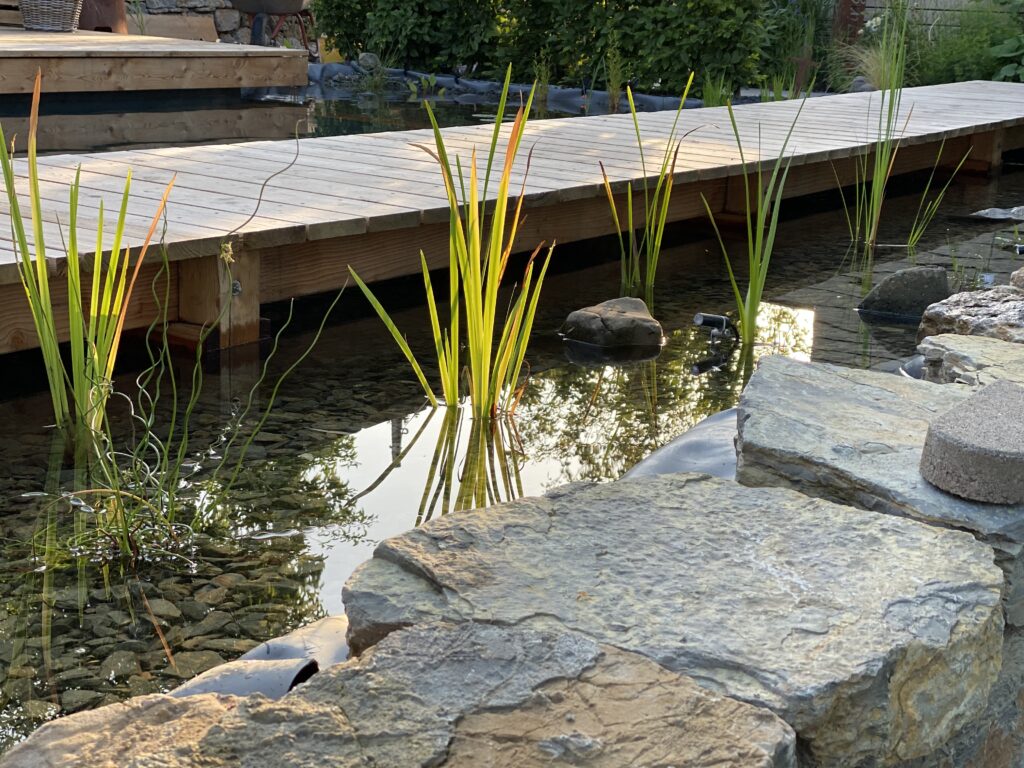 Die Filterzone wurde erfolgreich bepflanzt, Selbstbau des Schwimmteichs bei Fulda.