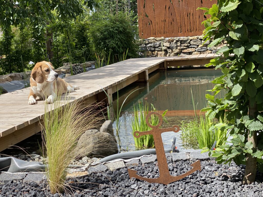 Ein Hund entspannt sich auf dem Weg neben dem Schwimmteich in der Sonne