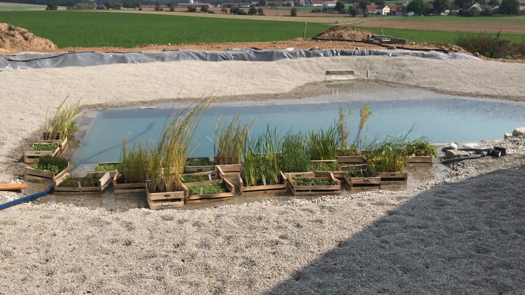 Bläulich schimmerndes Wasser im Schwimmteich, Wasserpflanzen im Regenerationsbereich, umgesetzt nach Mielke's Naturbadeteich-Techniken