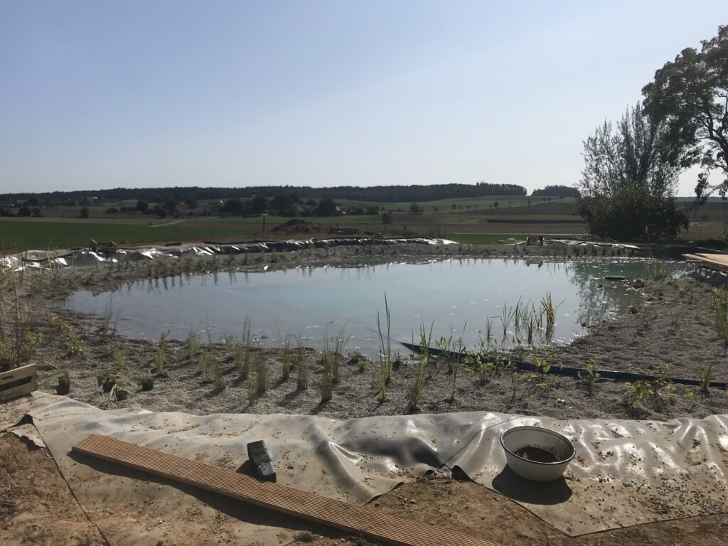 Teilweise gefüllter Regenerationsbereich mit Wasserpflanzen, realisiert nach Mielke's Naturbadeteich-Techniken