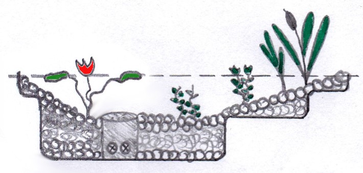 Eine Querschnittszeichnung zeigt das effiziente Drainagesystem im Kiesbett des Regenerationsbereichs eines Schwimmteichs, darüber sind Wasserpflanzen zu sehen.