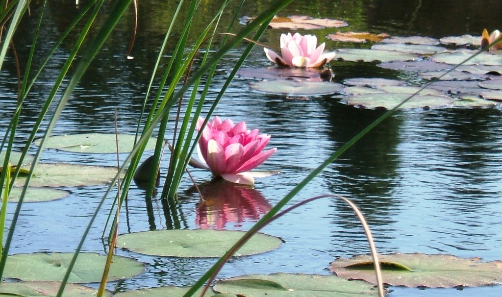 Pink und rosa Seerosen mit Kalmus im Teich – Wasserpflanzen für klares Wasser von Mielke's Naturbadeteich