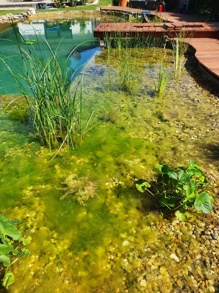 Einige Algen im Schwimmteich bei Berlin. Ein nur kurzes Problem in diesem schönen Schwimmteich.