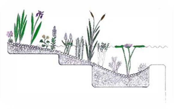Schematische Darstellung von verschiedenen Wasserpflanzen in verschiedenen Pflanztiefen im Teich. Teil des Teichbau-Seminars von Mielke's Naturbadeteich